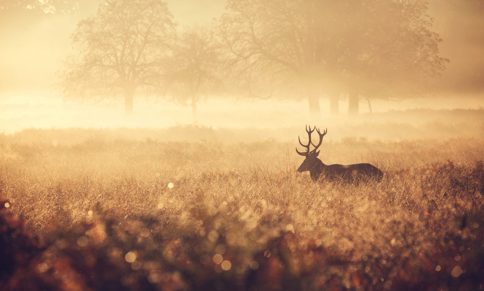 Eigenjagd kaufen verkaufen Lichtung Damwild